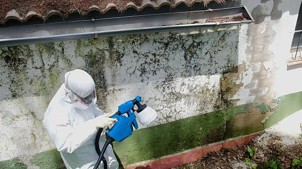 Top rated local Basement Mold Removal specialists in Robertsdale, PA